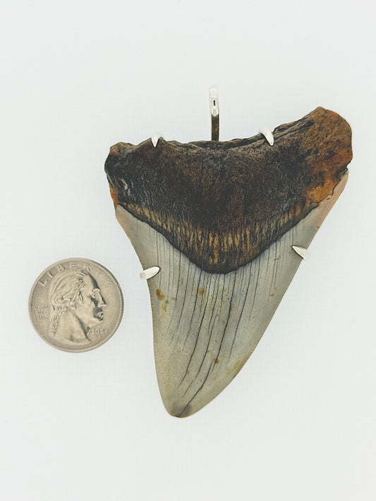 Megalodon Tooth Prong Mount