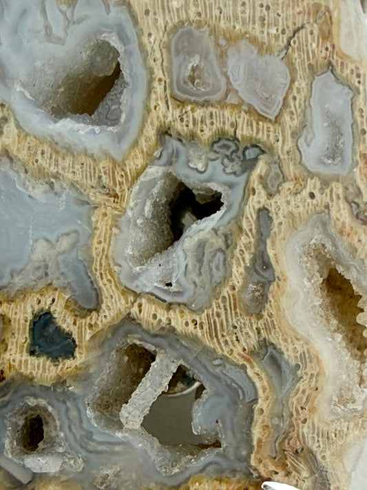 Peck Petrified Wood Prong Mount