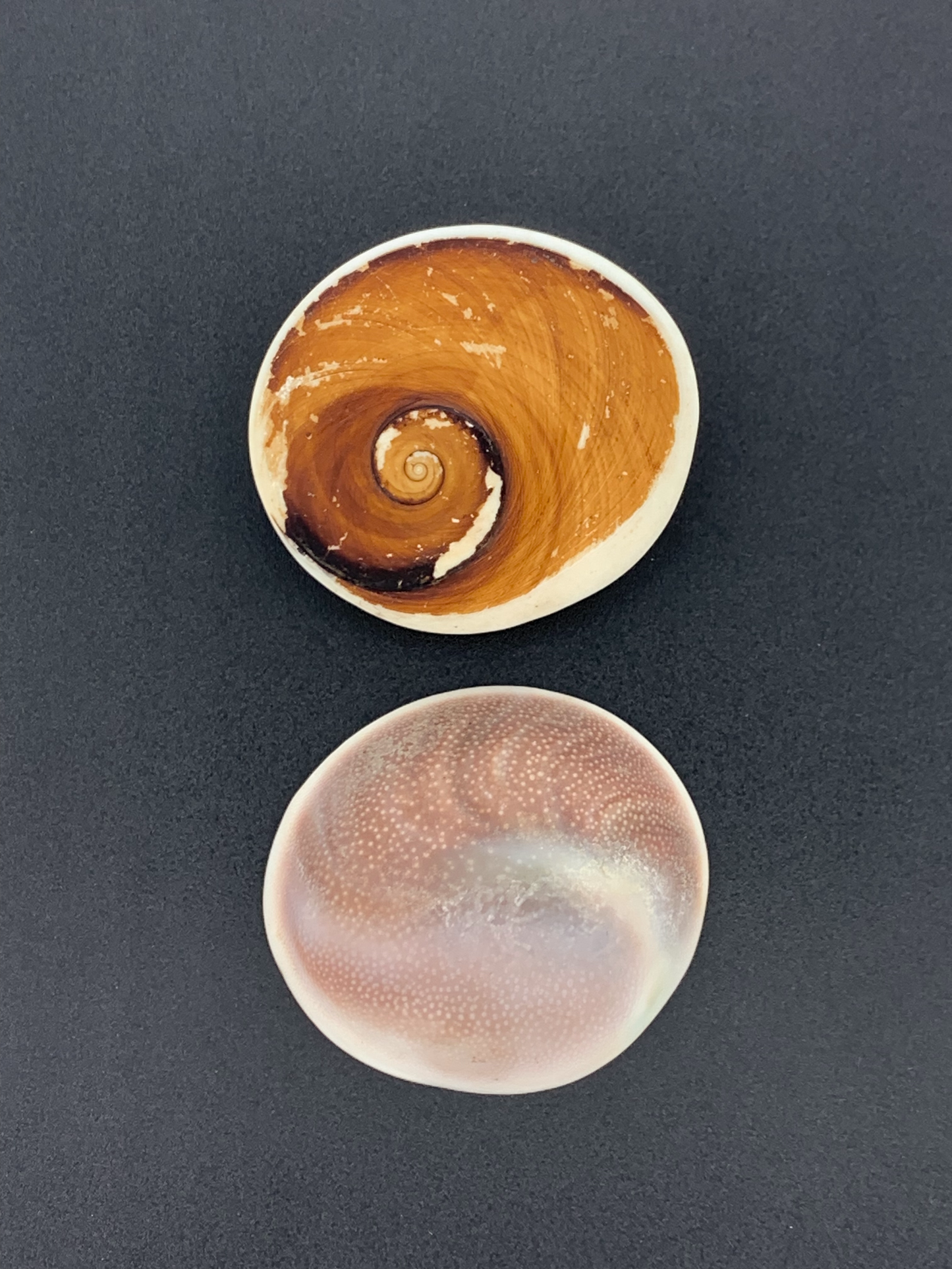 Shell Operculum Wire Wrap