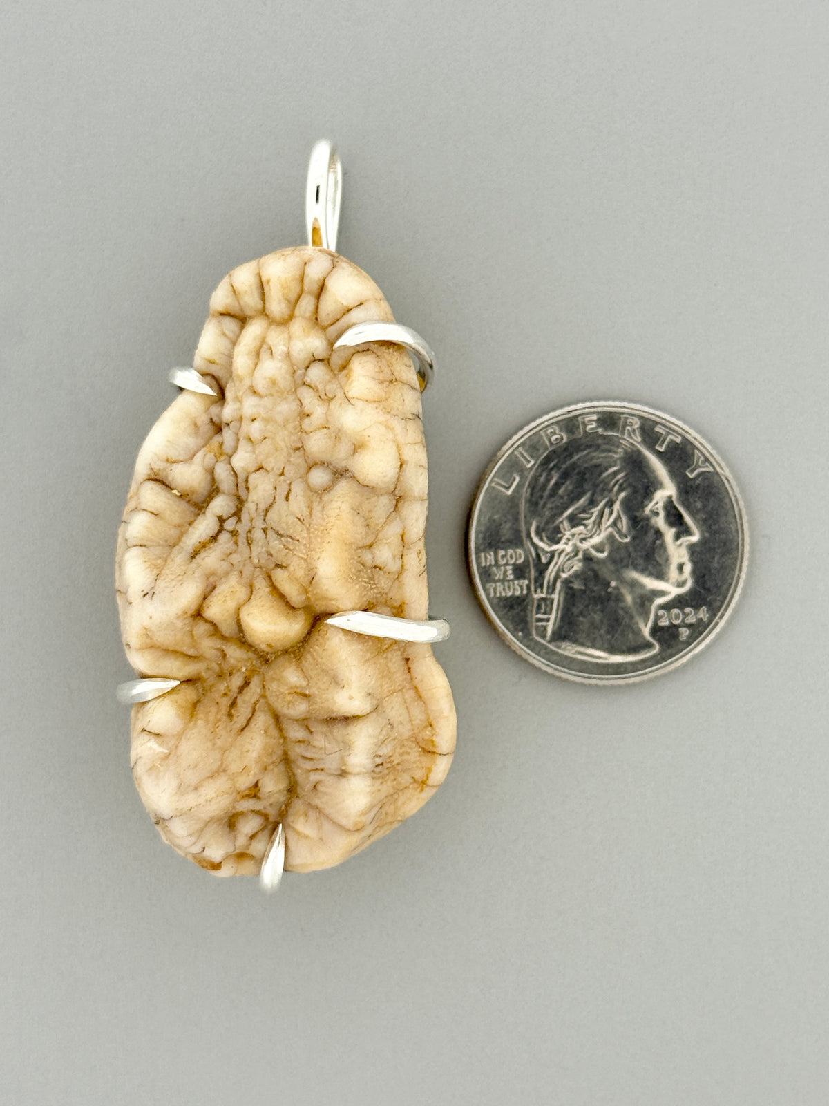 Fossil Cave Bear Molar Prong Mount