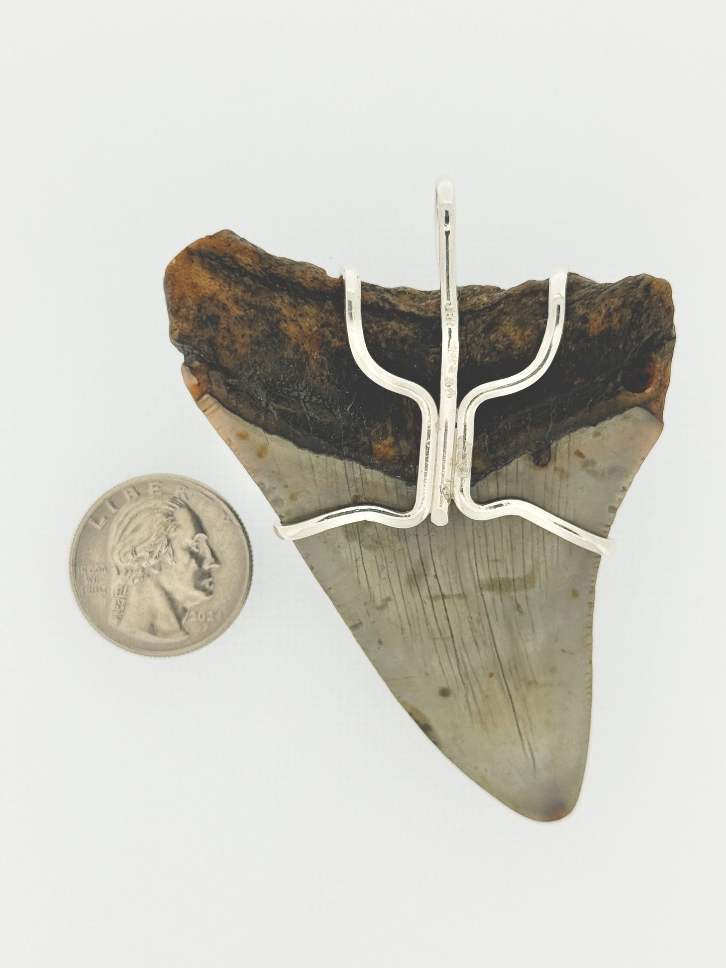 Megalodon Tooth Prong Mount