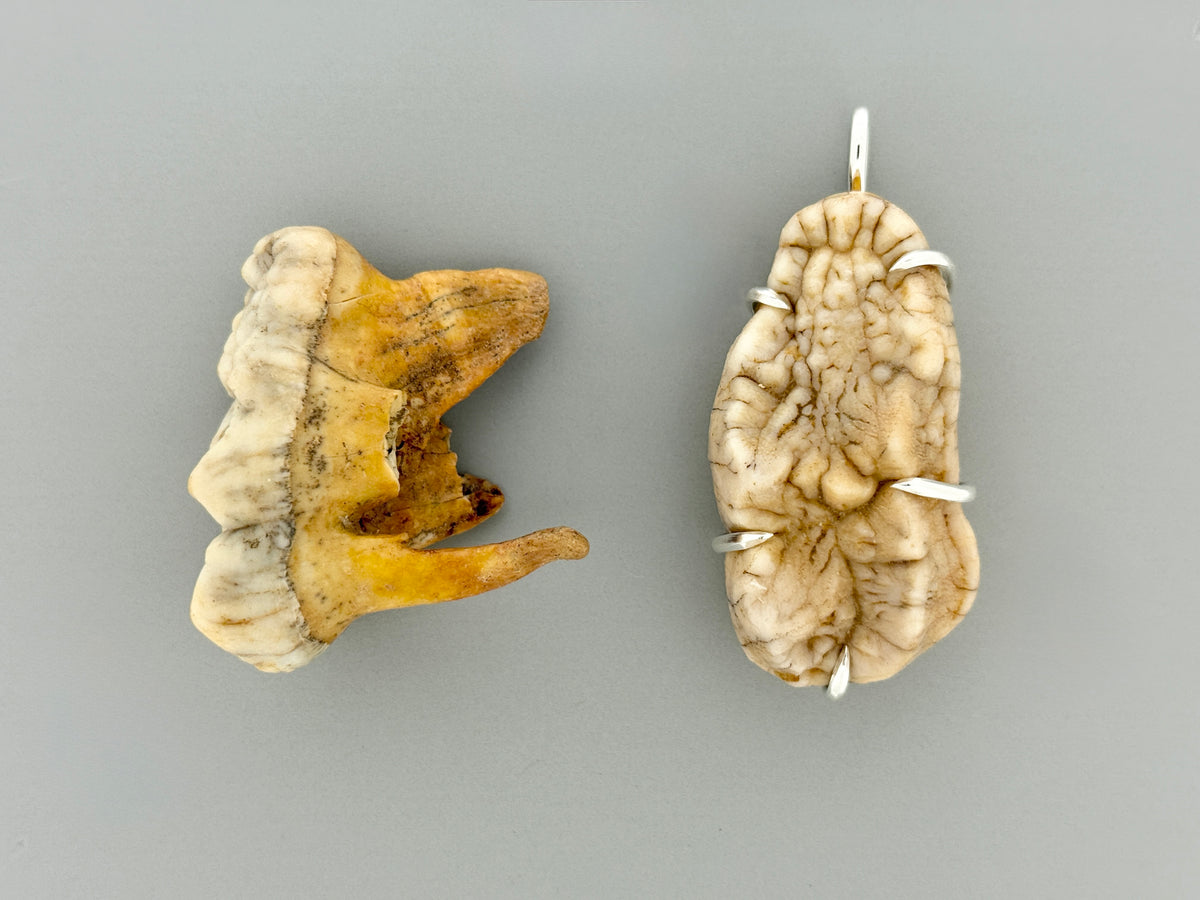 Fossil Cave Bear Molar Prong Mount
