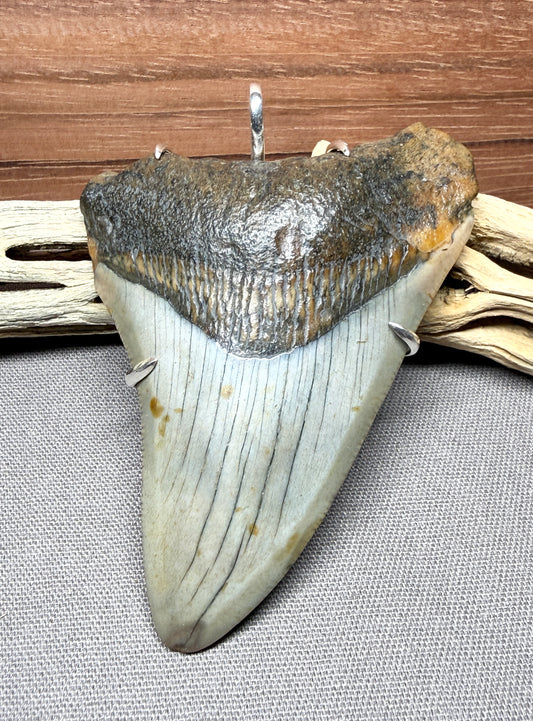Megalodon Tooth Prong Mount