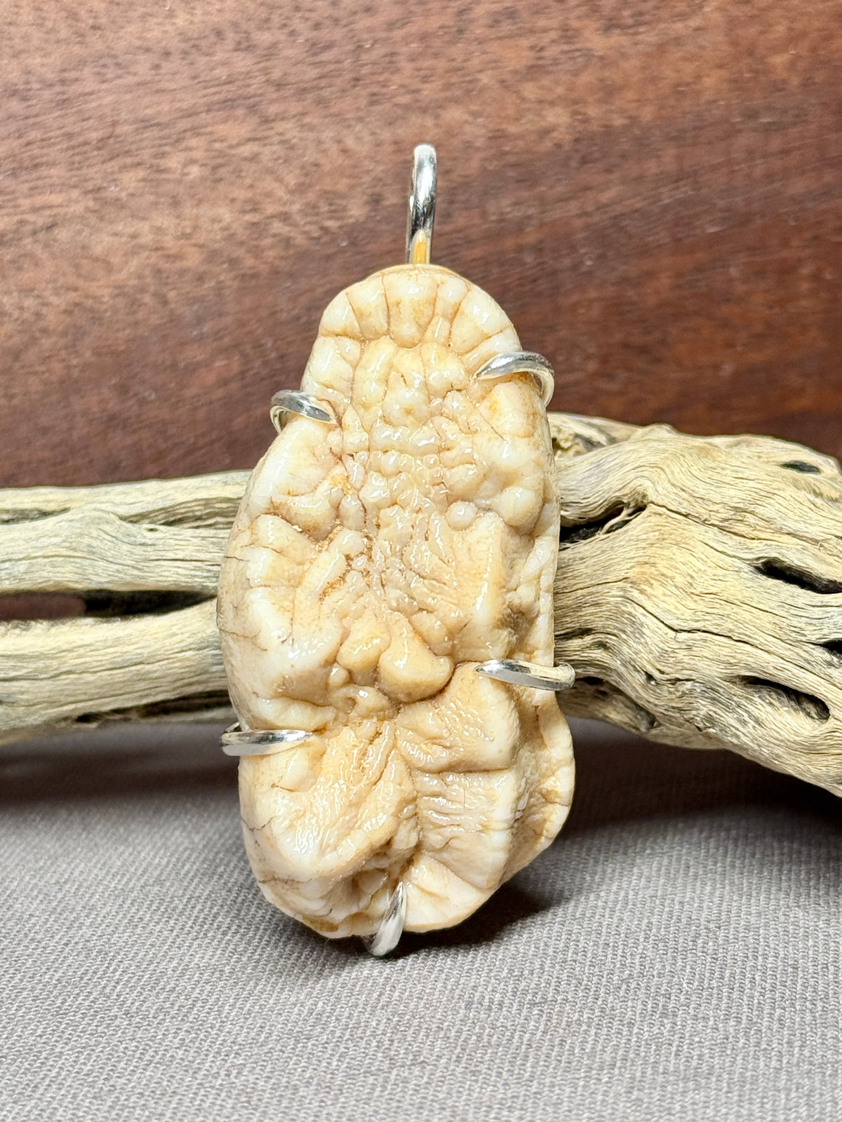 Fossil Cave Bear Molar Prong Mount