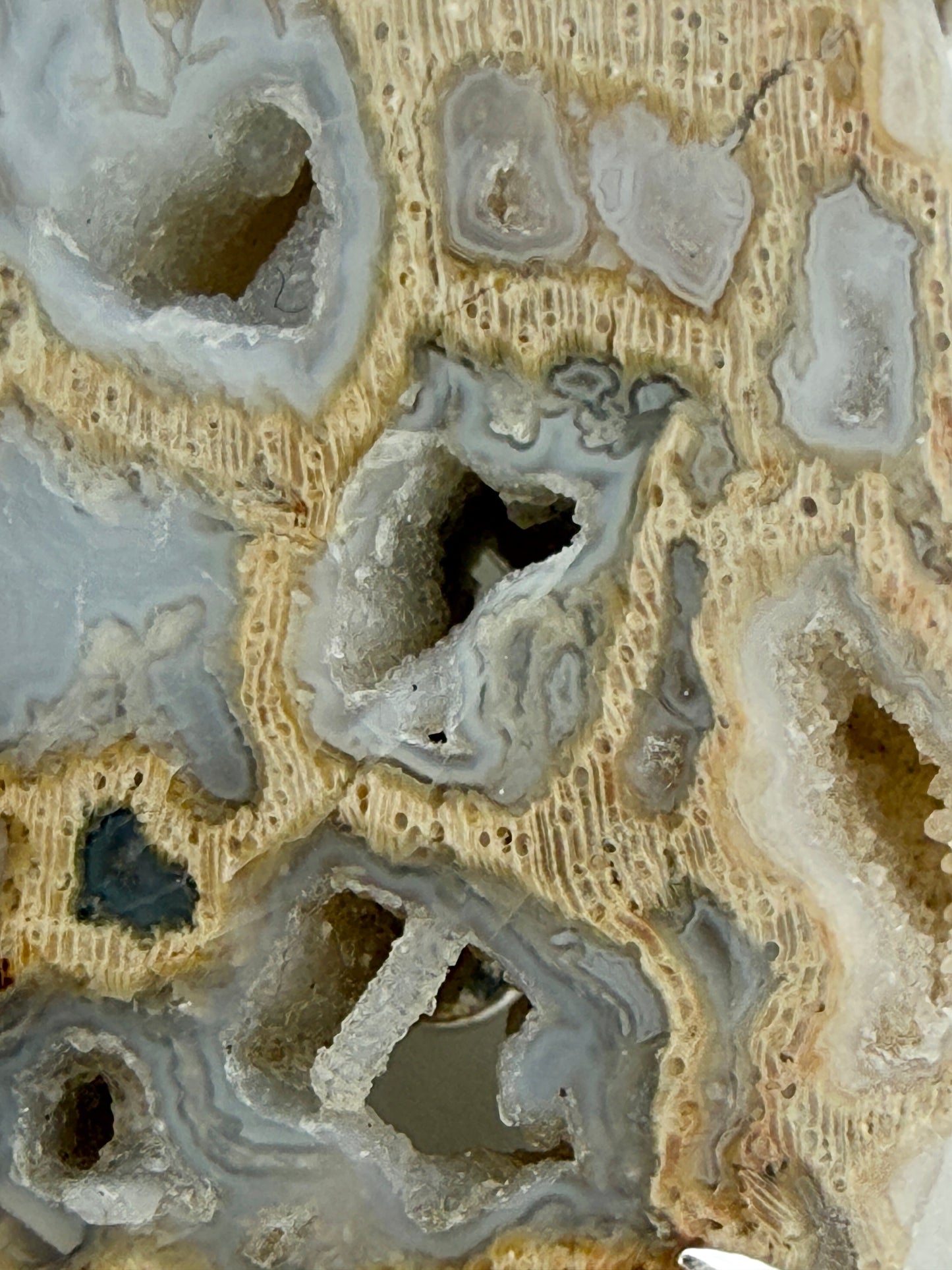 Peck Petrified Wood Prong Mount