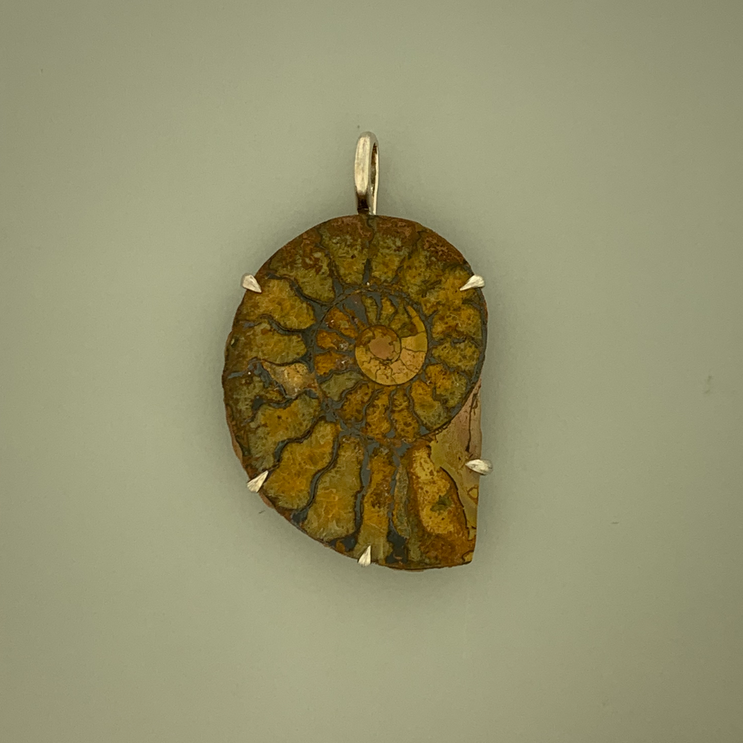 Fossil Ammonite Prong Mount